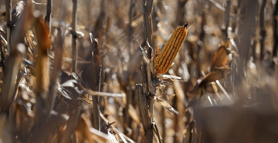Brasil começa a receber milho argentino; BRF e JBS são compradores