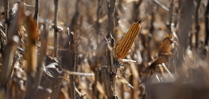Brasil começa a receber milho argentino; BRF e JBS são compradores