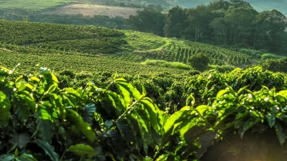Produção global de café deve cair 6,26% em 2021/22, ara 164,8 mi de sacas