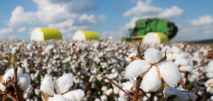 Maio bate recorde nas exportações brasileiras de algodão