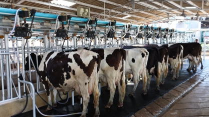 Leite: Custo de produção aumenta 2,89% em maio, diz Embrapa