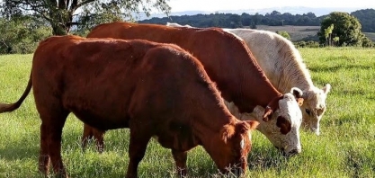 Argentina se perto de acordo para reativar exportações de carne