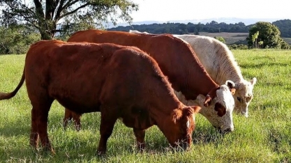 Argentina se perto de acordo para reativar exportações de carne