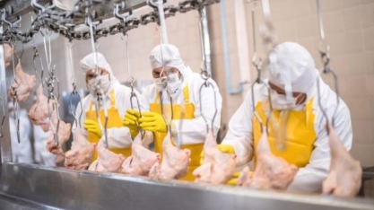 Avicultores ligados à BRF de Lucas do Rio Verde param por melhores preços