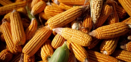  Geosys vê quebra de 7,8% na safra brasileira de milho