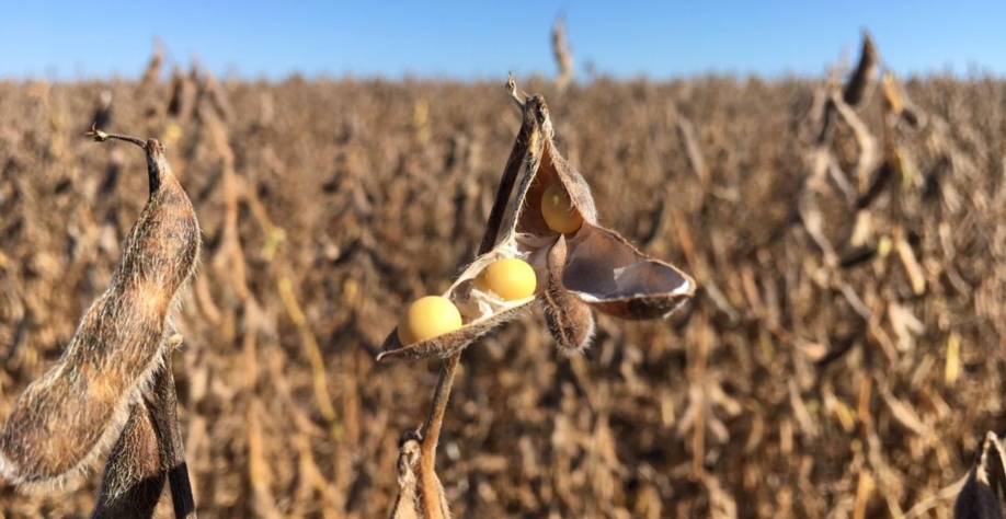 USDA eleva previsão de safra de soja 2020/21 do Brasil e reduz a de milho