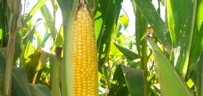 IGC eleva projeção para safra mundial de milho 2021/22