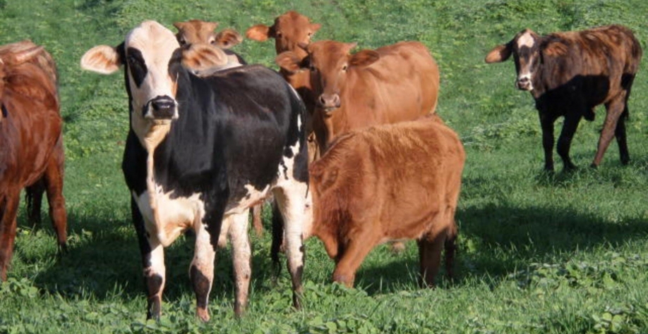 Livres de aftosa sem vacinação – Por Helen Jacintho