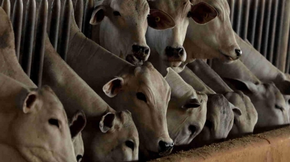 Arroba elevada garantirá lucro na pecuária em 2021 mesmo com alta de grãos