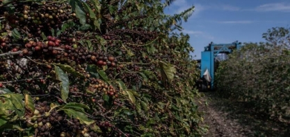 Bons preços elevam área de café em formação no país