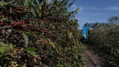 Bons preços elevam área de café em formação no país