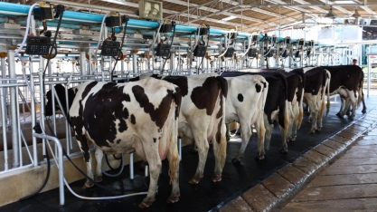 Leite: México libera importação de produto brasileiro