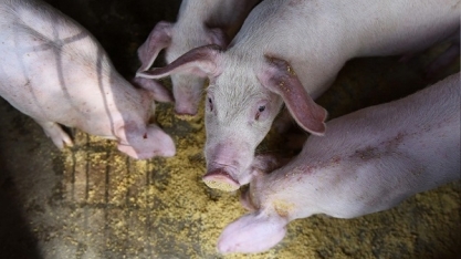 China:Preço de carne suína sobe com menor quantidade de animais para abate