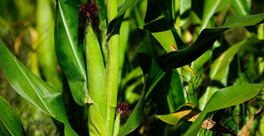 Previsões mudam e passam a apontar risco de geada para parte do milho