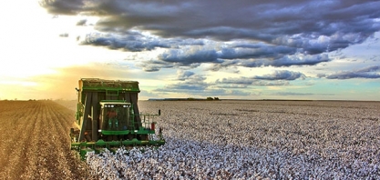 Algodão: Produção mundial aumentará 5% em 2021/22, para 25,5 mi de t