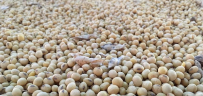 Soja: Importações da UE em 2020/21 atingem 14,55 mi de t até 13 de junho