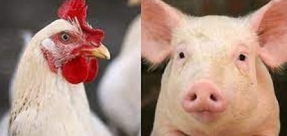 Custo de produção de frango sobe 20% até maio; de suínos avançou 11%