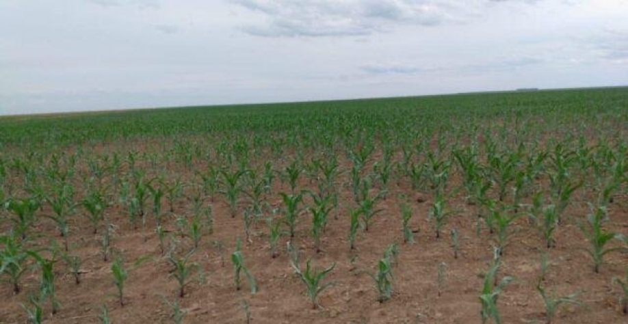 Milho: Estiagem prolongada prejudica lavouras do Estado de São Paulo