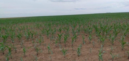 Milho: Estiagem prolongada prejudica lavouras do Estado de São Paulo