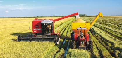 Arroz: RS encerra safra com produtividade recorde de 9 mil kg por ha