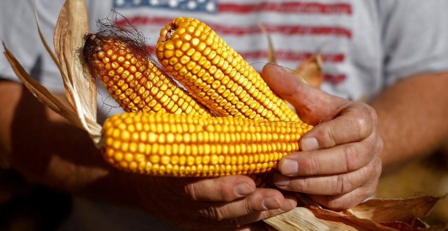 USDA reduz previsões de estoques de milho nos EUA