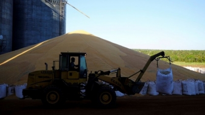 Rabobank reduz projeção para safra de milho 2020/21 a 89,5 milhões de t