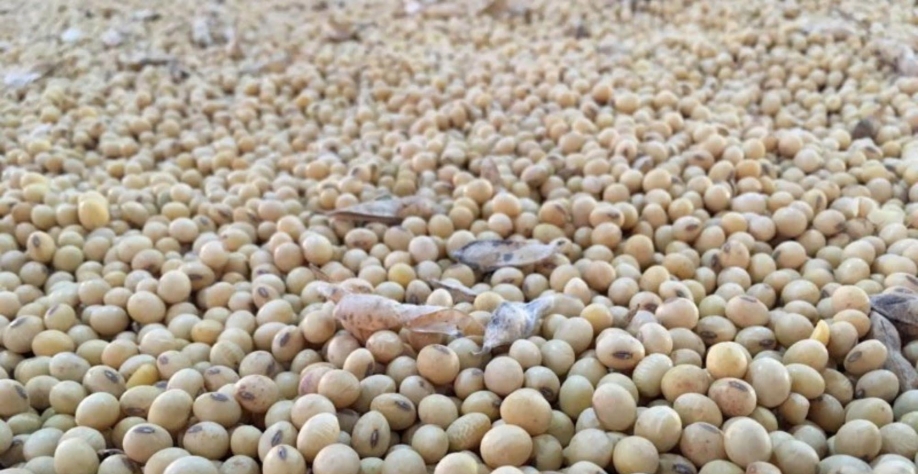 Importações de soja pela UE atingem 15,03 milhões de t no ciclo 2020/21