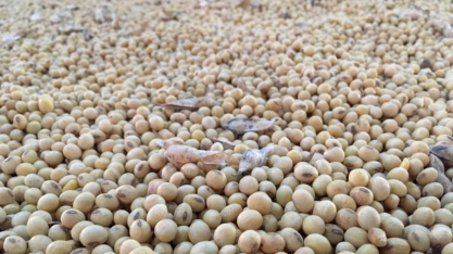 Importações de soja pela UE atingem 15,03 milhões de t no ciclo 2020/21