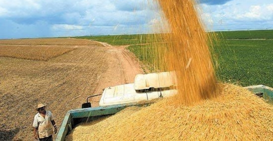 Conab reduz estimativa de colheita de grãos para 262,12 milhões de t