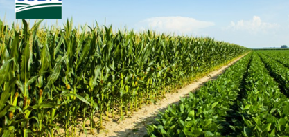 EUA: Qualidade das lavouras de soja e milho piora na semana