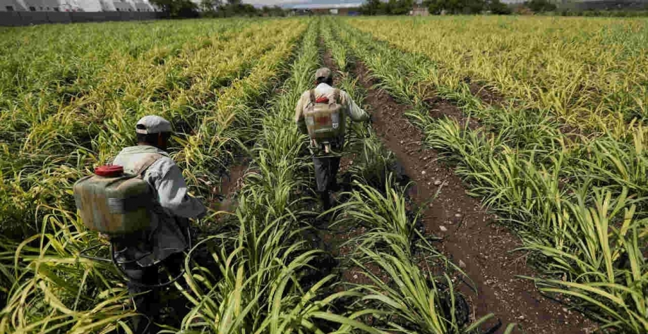 Produção de açúcar no México fica abaixo da expectativa