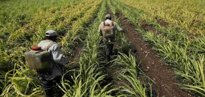 Produção de açúcar no México fica abaixo da expectativa