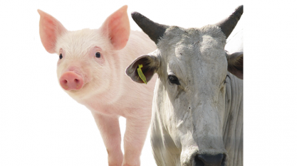 Diferença de preços entre carnes de porco e bovina é recorde na 1ª quinzena