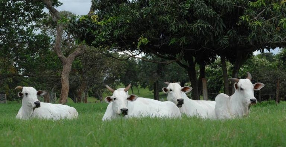 Não olhar custos na pecuária pode ser suicídio, diz consultor