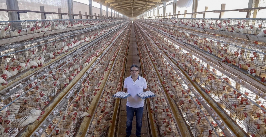 Exportação de ovos cresce 143% de janeiro a maio, para 5,108 mil t