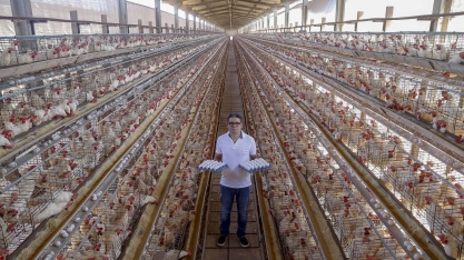 Exportação de ovos cresce 143% de janeiro a maio, para 5,108 mil t