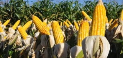 Produção nacional de milho recua para 90 milhões de toneladas