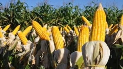 Produção nacional de milho recua para 90 milhões de toneladas