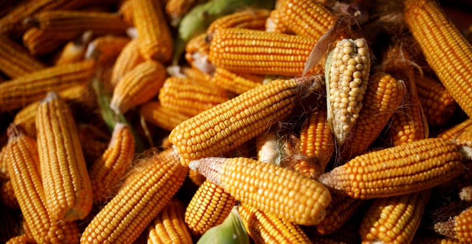 Boas condições levam safra de milho dos EUA a início promissor