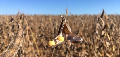 Anec reduz projeção de embarque de soja em junho