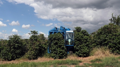 Rabobank revisa para cima safra de café após verificar estoques maiores