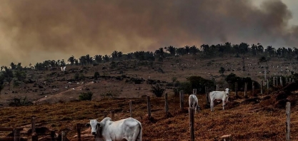 Sob pressão, indústria da carne não consegue garantir proteção à floresta