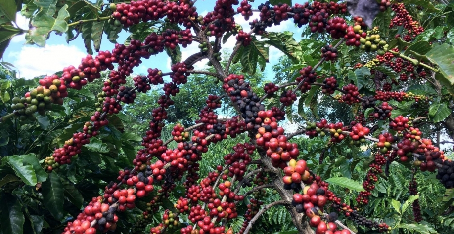 Café robusta amazônico agora tem Denominação de Origem