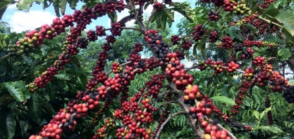 Café robusta amazônico agora tem Denominação de Origem