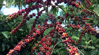 Café robusta amazônico agora tem Denominação de Origem
