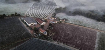 Com geada, preços retomam tendência de alta no campo