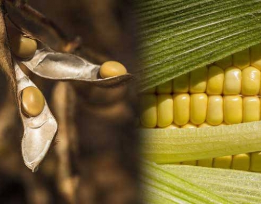 Safras de milho e soja nos EUA podem ser menores que o previsto