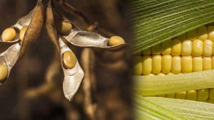 Safras de milho e soja nos EUA podem ser menores que o previsto