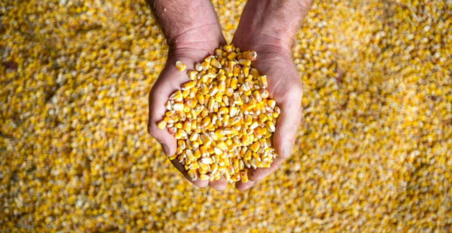 Exportação de milho deve despencar ante julho de 2020, diz Anec
