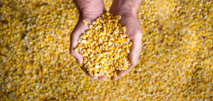 Exportação de milho deve despencar ante julho de 2020, diz Anec